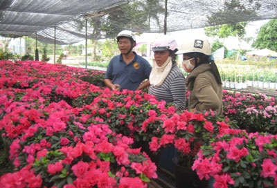 Rộn ràng không khí tết ở làng hoa Sa Đéc - 2 Rộn ràng không khí tết ở làng hoa Sa Đéc - 2