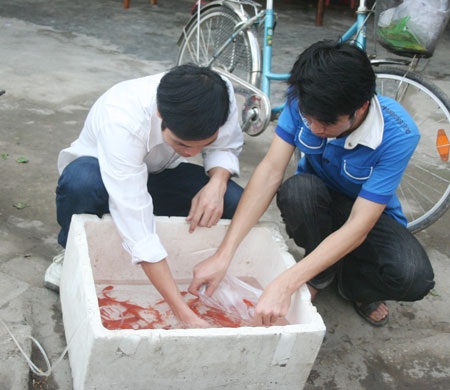 Cá chép cảnh “tiễn” Táo quân về trời - 2 Cá chép cảnh “tiễn” Táo quân về trời - 2