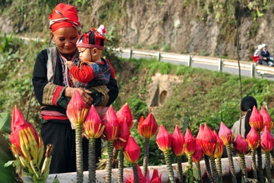 Độc đáo hoa chuối rừng đón xuân - 6 Độc đáo hoa chuối rừng đón xuân - 6