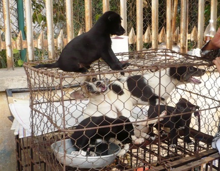 Dịch vụ trông giữ cún cưng “vào mùa” - 1