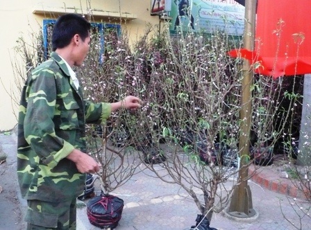 Buồn lòng đào Tết vào Nam - 3
