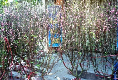 Buồn lòng đào Tết vào Nam - 1