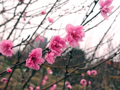 Tết này giản dị! - 1 Tết này giản dị! - 1