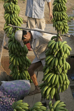 Tất bật chuối xanh trên sông Hồng - 11