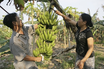 Tất bật chuối xanh trên sông Hồng - 2