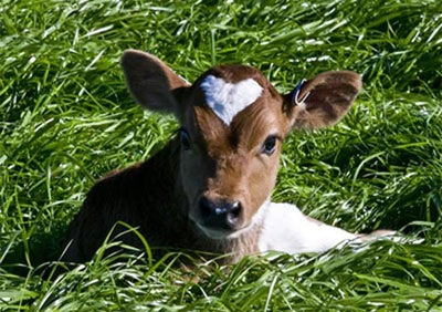 Những thú cưng mang biểu tượng tình yêu - 2