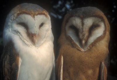 Những thú cưng mang biểu tượng tình yêu - 10