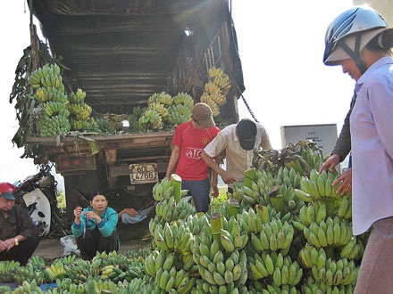 Não lòng vì chuối chín sớm - 2 Não lòng vì chuối chín sớm - 2
