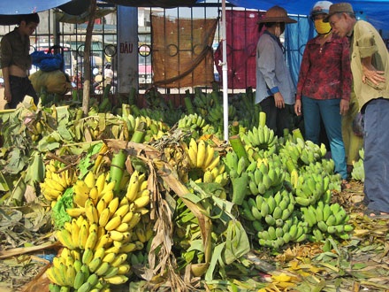 Não lòng vì chuối chín sớm - 1 Não lòng vì chuối chín sớm - 1