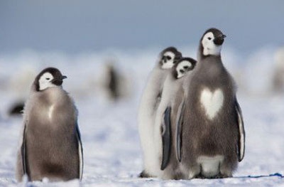 Những thú cưng mang biểu tượng tình yêu - 8