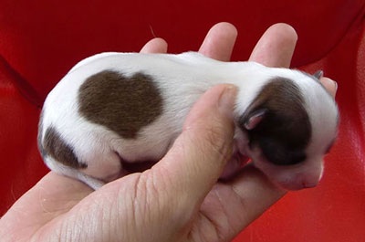 Những thú cưng mang biểu tượng tình yêu - 7