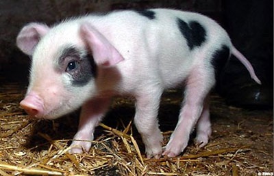 Những thú cưng mang biểu tượng tình yêu - 6