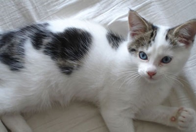 Những thú cưng mang biểu tượng tình yêu - 5