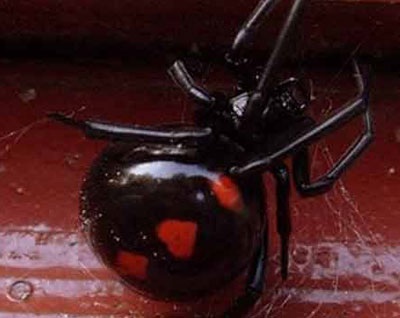 Những thú cưng mang biểu tượng tình yêu - 4