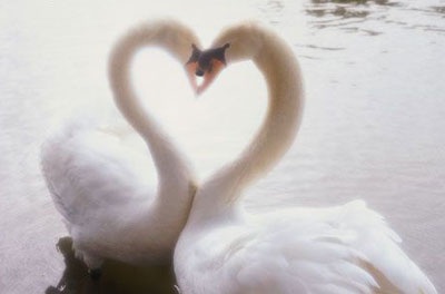 Những thú cưng mang biểu tượng tình yêu - 3