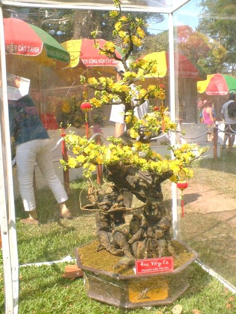 Tận hưởng nét đẹp và lạ của Hội hoa xuân 2010 - 3