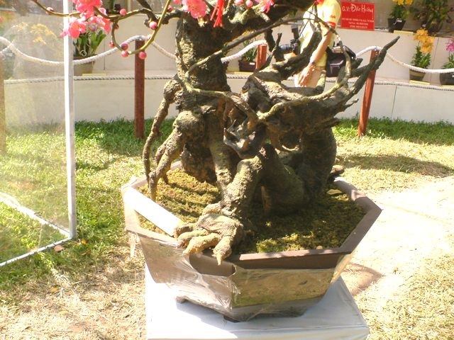 Tận hưởng nét đẹp và lạ của Hội hoa xuân 2010 - 1