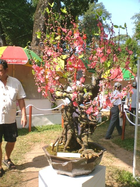 Tận hưởng nét đẹp và lạ của Hội hoa xuân 2010 - 4