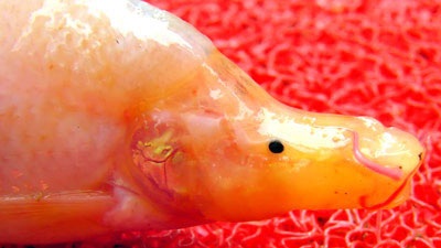 Tìm thấy loài cá lạ ở Trung Quốc - 1 Tìm thấy loài cá lạ ở Trung Quốc - 1