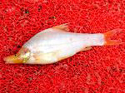 Tìm thấy loài cá lạ ở Trung Quốc - 2 Tìm thấy loài cá lạ ở Trung Quốc - 2