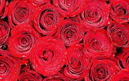 Giấu 9 kg ma tuý trong hoa hồng Valentine - 1 Giấu 9 kg ma tuý trong hoa hồng Valentine - 1