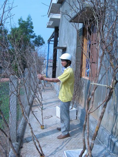 Qua Lào “săn” mai Tết - 2 Qua Lào “săn” mai Tết - 2