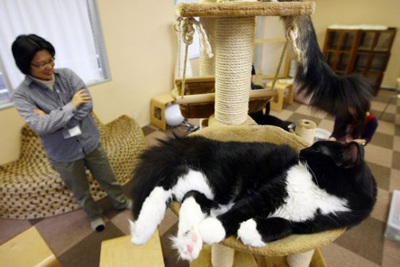 Nhật Bản mở quán cà phê "mèo" - 1