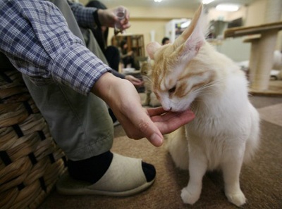 Nhật Bản mở quán cà phê "mèo" - 2