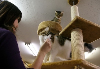 Nhật Bản mở quán cà phê "mèo" - 3