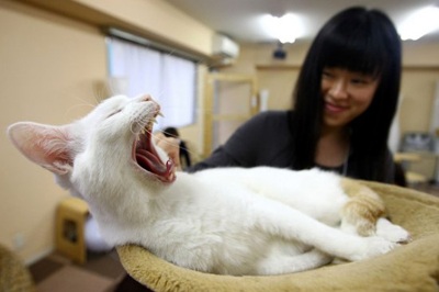 Nhật Bản mở quán cà phê "mèo" - 5