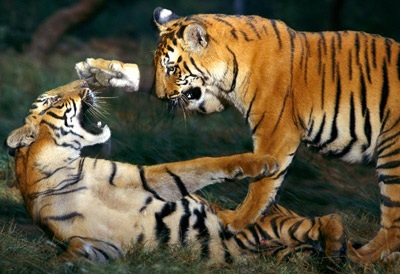 Năm Dần, tản mạn về Hổ  - 1