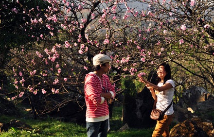 Sa Pa rộn ràng xuân - 6