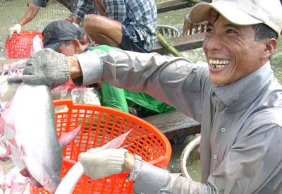 Xuất khẩu cá tra 2011 dự tính trên 1,55 tỷ USD - 1 Xuất khẩu cá tra 2011 dự tính trên 1,55 tỷ USD - 1