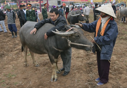 “Tuyệt phẩm” trên lưng trâu - 1