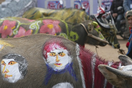 “Tuyệt phẩm” trên lưng trâu - 10