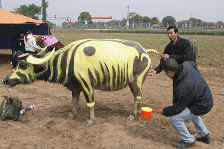“Tuyệt phẩm” trên lưng trâu - 11
