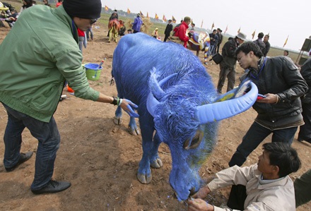 “Tuyệt phẩm” trên lưng trâu - 12