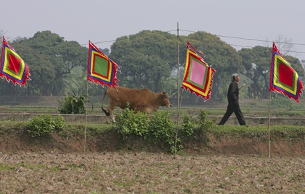 “Tuyệt phẩm” trên lưng trâu - 15