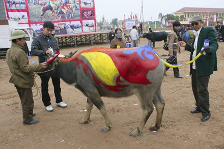 “Tuyệt phẩm” trên lưng trâu - 3