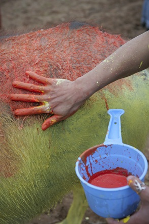 “Tuyệt phẩm” trên lưng trâu - 5