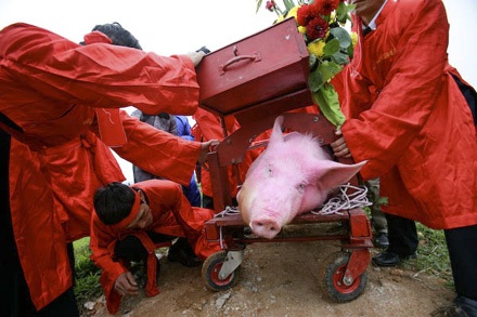 Tiễn “Ông ỉn” chầu... trời - 7