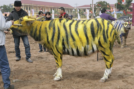 “Tuyệt phẩm” trên lưng trâu - 7