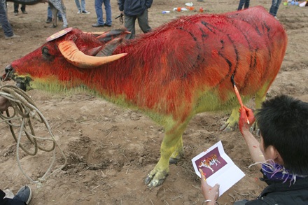 “Tuyệt phẩm” trên lưng trâu - 8