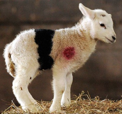 Con cừu có vằn đen lạ ở bụng - 1