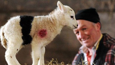 Con cừu có vằn đen lạ ở bụng - 2