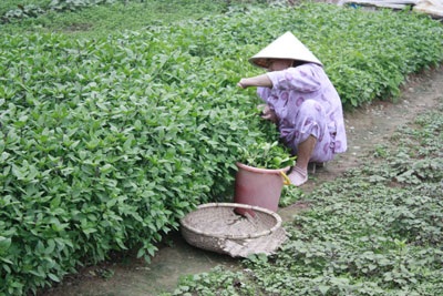 Rau xanh giảm giá, thịt cá tăng nhẹ - 1 Rau xanh giảm giá, thịt cá tăng nhẹ - 1