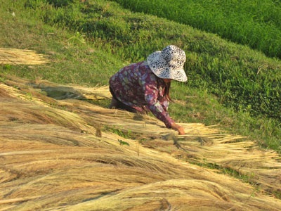 “Xông đất” làng đót Quảng Phong - 6