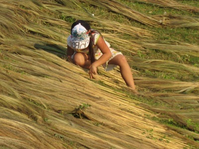 “Xông đất” làng đót Quảng Phong - 7