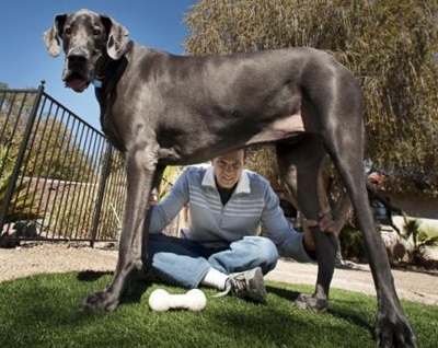 Chú chó cao nhất thế giới  - 1