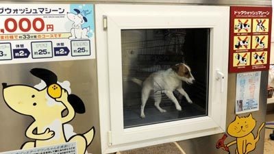 Máy tắm cho chó, mèo - 1